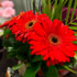 Funky Petals